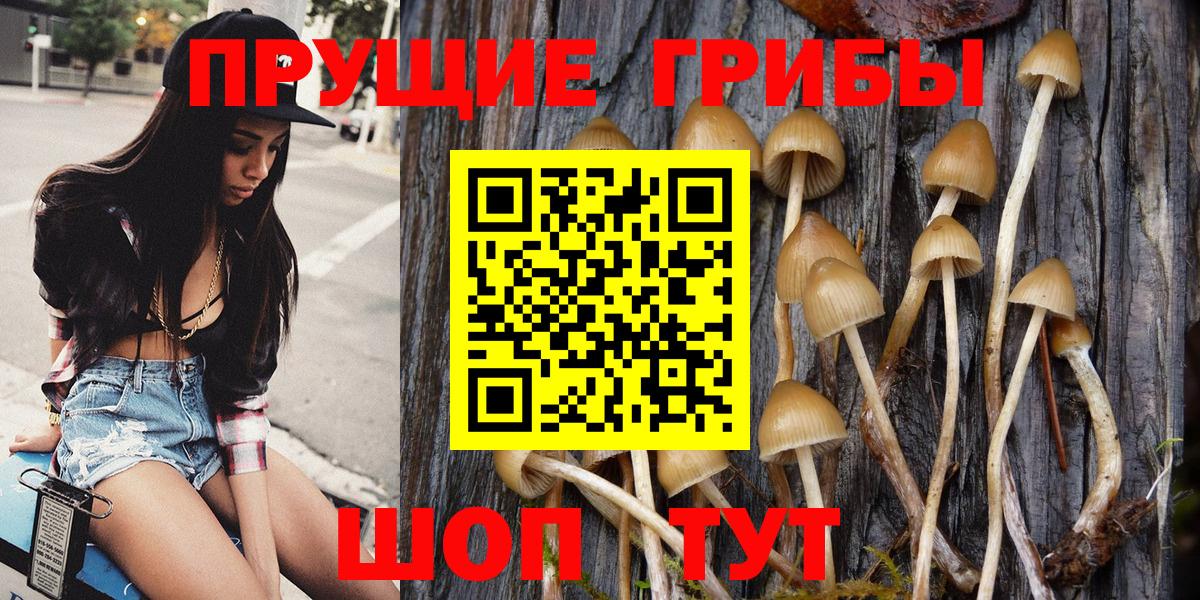 Псилоцибиновые грибы Cubensis Майкоп